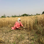 Load image into Gallery viewer, Khapli (Emmer) Wheat Atta