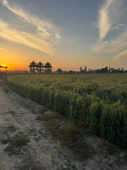 My First Harvest as a Third Generation Farmer