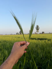 Khapli Atta: A Short Guide to an Ancient Grain
