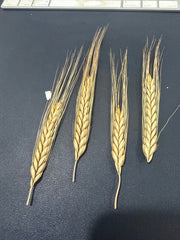 What is Khapli Wheat? The 9,000-Year-Old Grain Returning to Our Kitchens