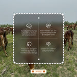 Load image into Gallery viewer, Gir Cow Ghee

